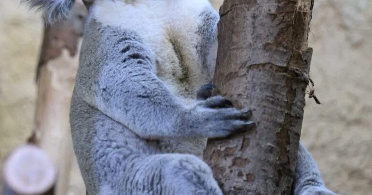 Estudo genômico revela que o declínio populacional dos koalas começou há 100 mil anos, antes da presença humana