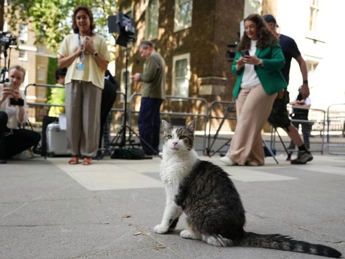 Larry, o gato de Downing Street: enquanto primeiros‑ministros mudam, a continuidade felina permanece