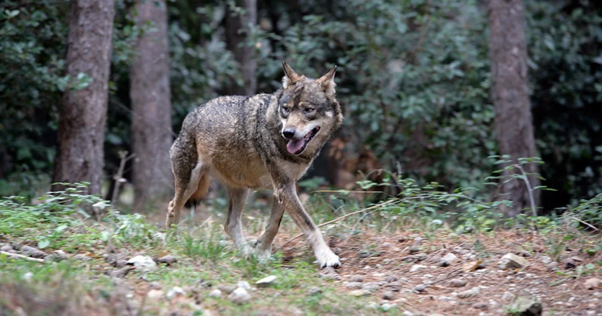 Investigações apontam fitofármacos em iscas que mataram ao menos 23 lobos no Parco d’Abruzzo; procuradoria mira agricultores e exclusões de fundos da UE