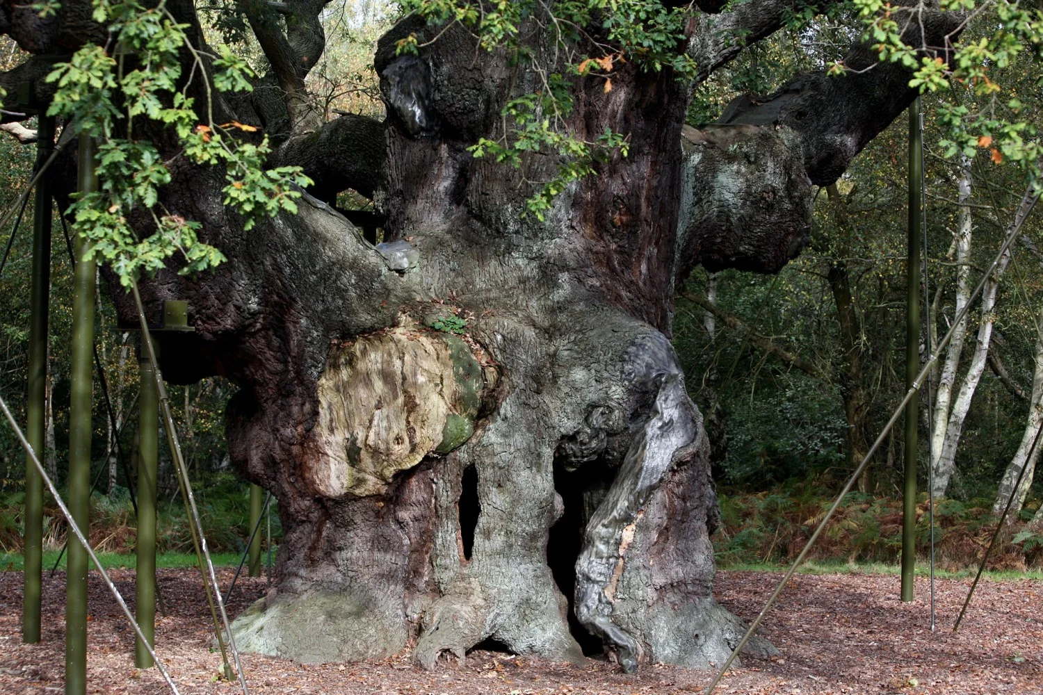 Morre a lendária Major Oak de Sherwood: fim de um gigante que iluminou séculos