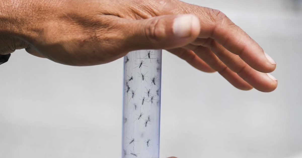 Estudo revela que mosquitos podem aprender a associar o DEET ao alimento e até passar a preferi-lo