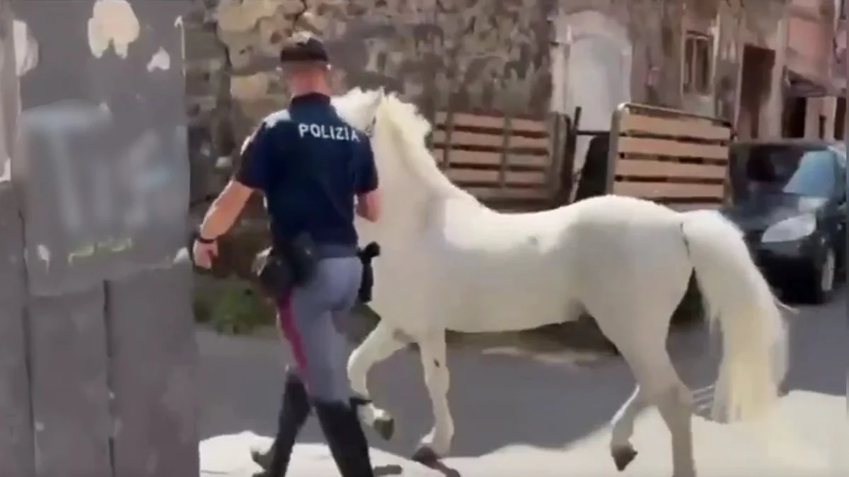 Operação Zoccolo Duro: polícia desmonta estrebarias abusivas em Catania e resgata cavalos de corridas clandestinas