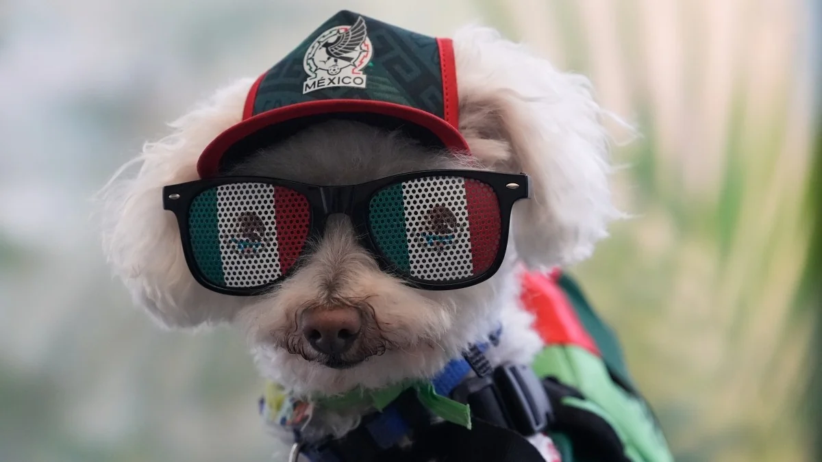 Osito, o cão adotado que se tornou a mascote não oficial do México nos Mundiais