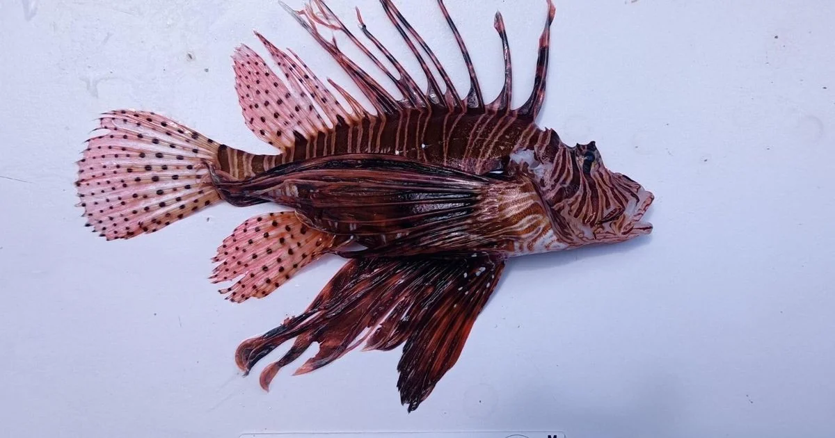 Primeiro registro oficial do peixe-escorpião (Pterois miles) em Punta Secca, província de Ragusa
