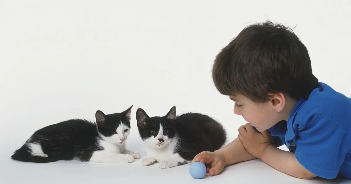 Estudo sueco com 30.277 crianças indica que o pelo do gato não piora o quadro de asma