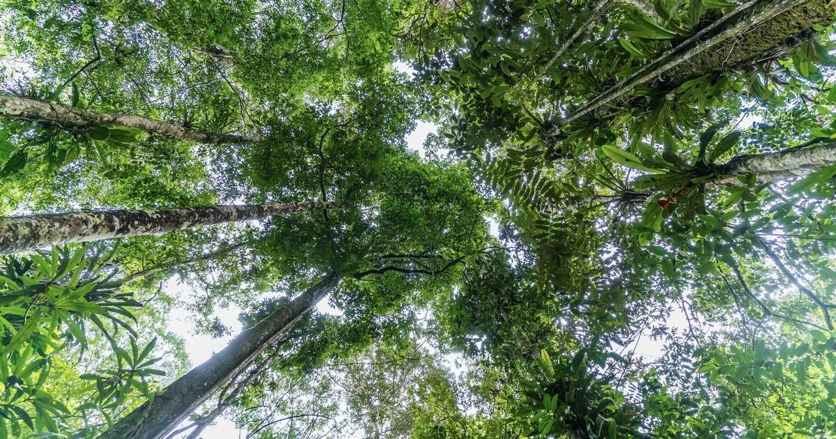 Peste Negra regenerou florestas italianas: evidências em Montecristo e Aspromonte