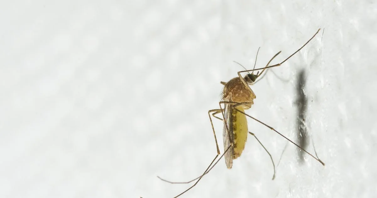 Por que mosquitos picam mais algumas pessoas: o papel do cheiro, do CO2 e da cerveja