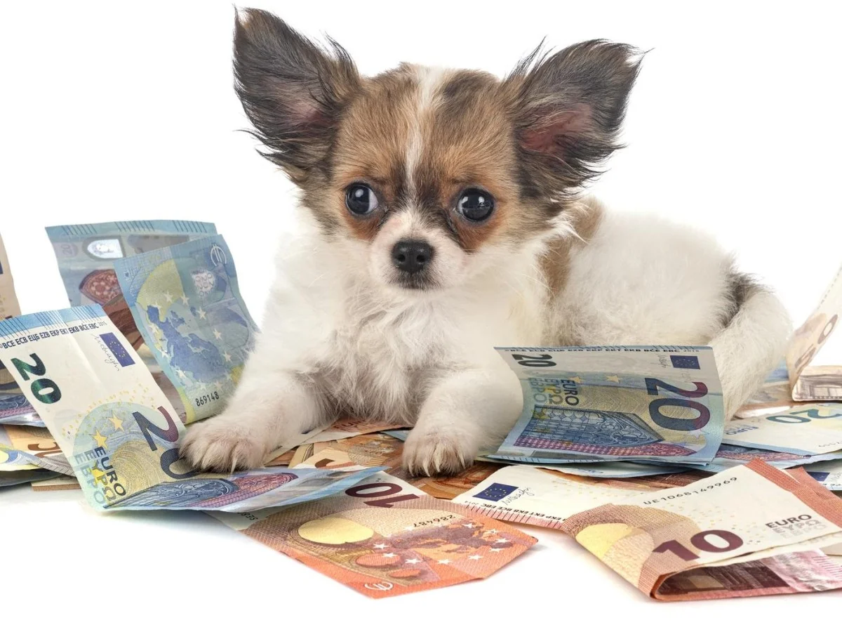 Prefeito propõe taxa para donos de cães para apoiar famílias: polêmica em San Giorgio su Legnano