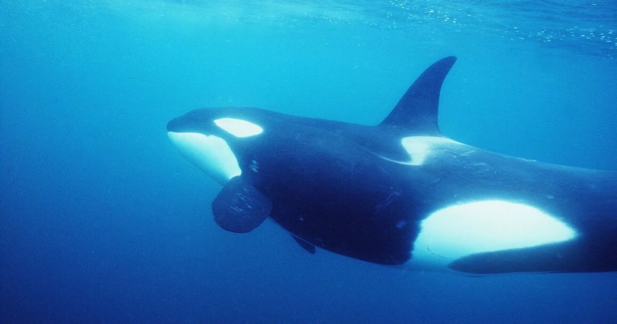 Aquecimento dos oceanos empurra as últimas pseudorcas havaianas para uma crise alimentar