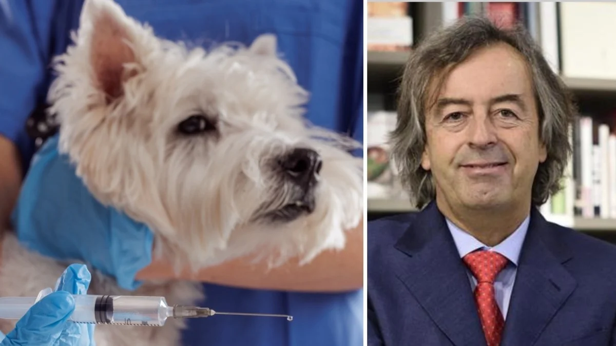 Raiva em cão trazido do Marrocos acende alerta: Burioni e veterinários pedem vacinação urgente
