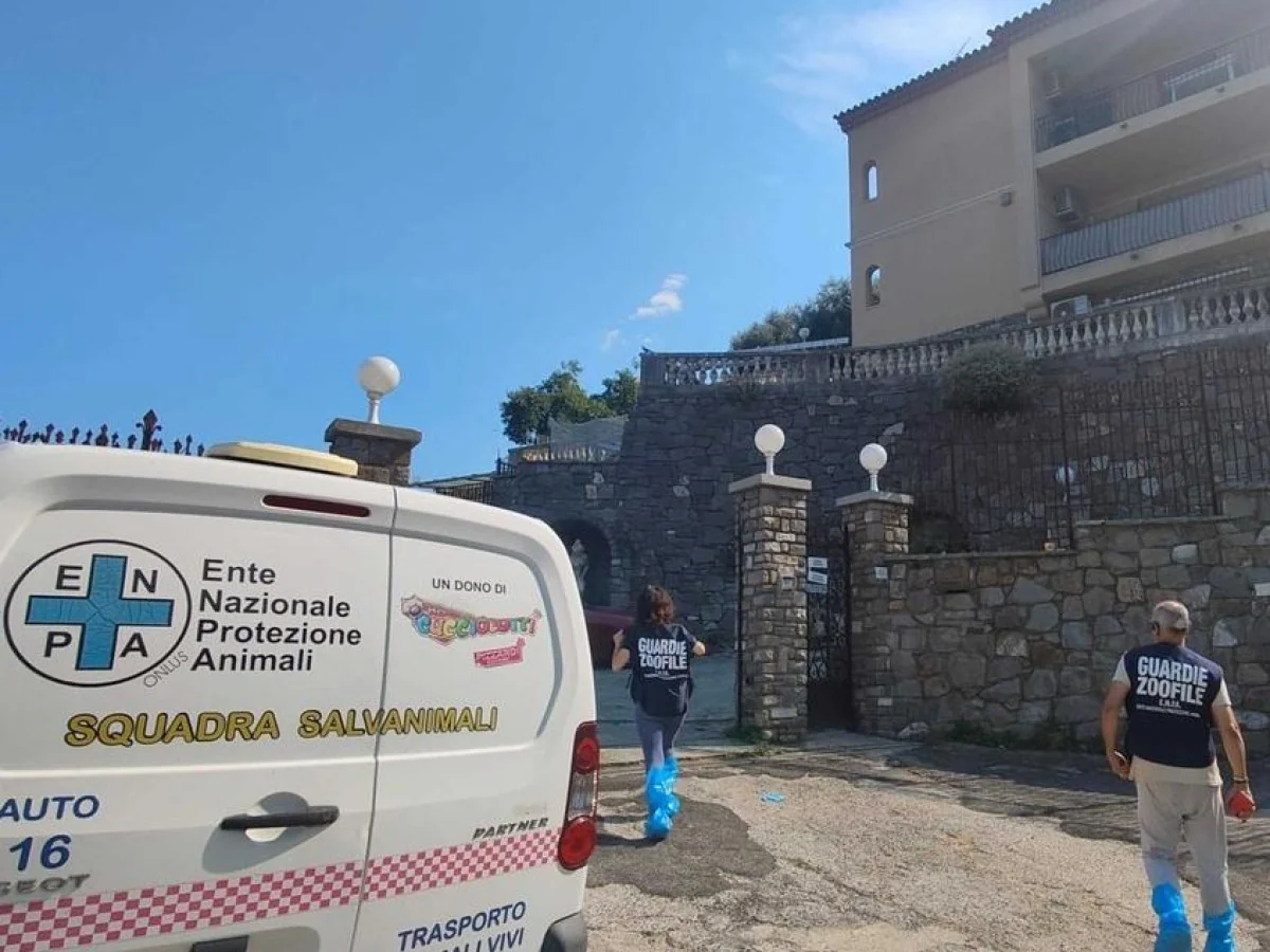 Sanremo: vila virou um 'zoológico' e mais de 460 animais são apreendidos em condições degradantes