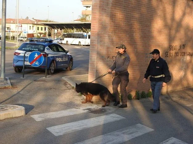 Sem verbas para tratar os cães da polícia aposentados, denuncia sindicato