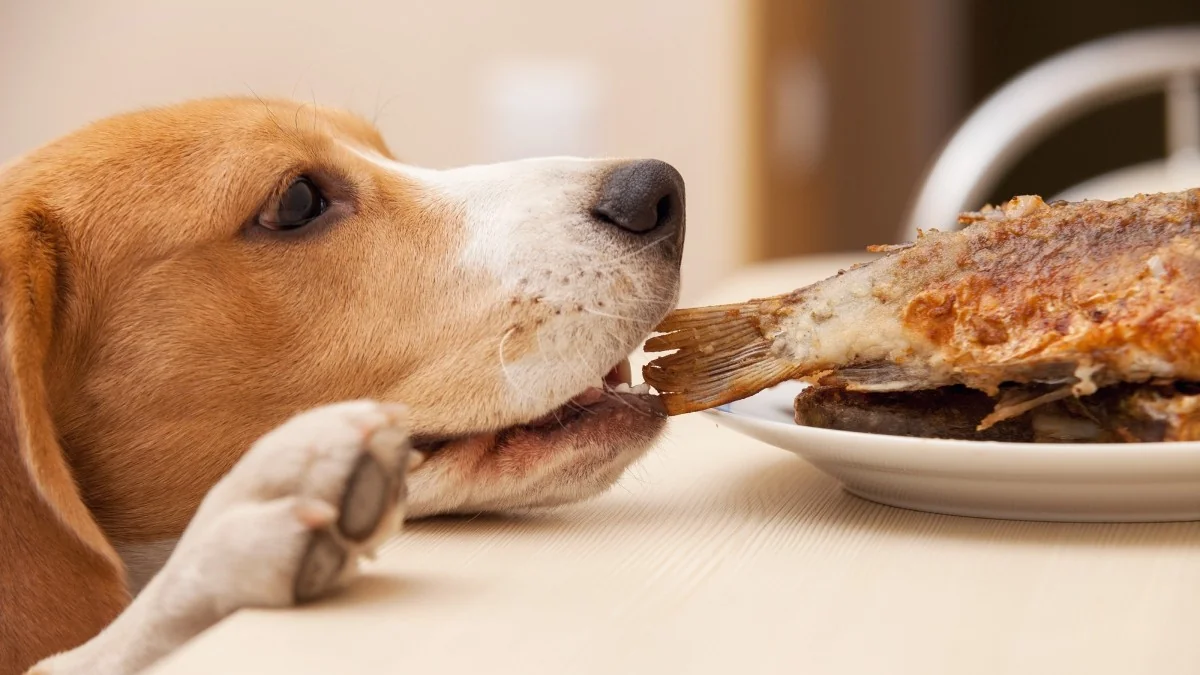 Tigela «muito humana» faz mal a cães e gatos: os riscos da dieta caseira e das provinhas de verão