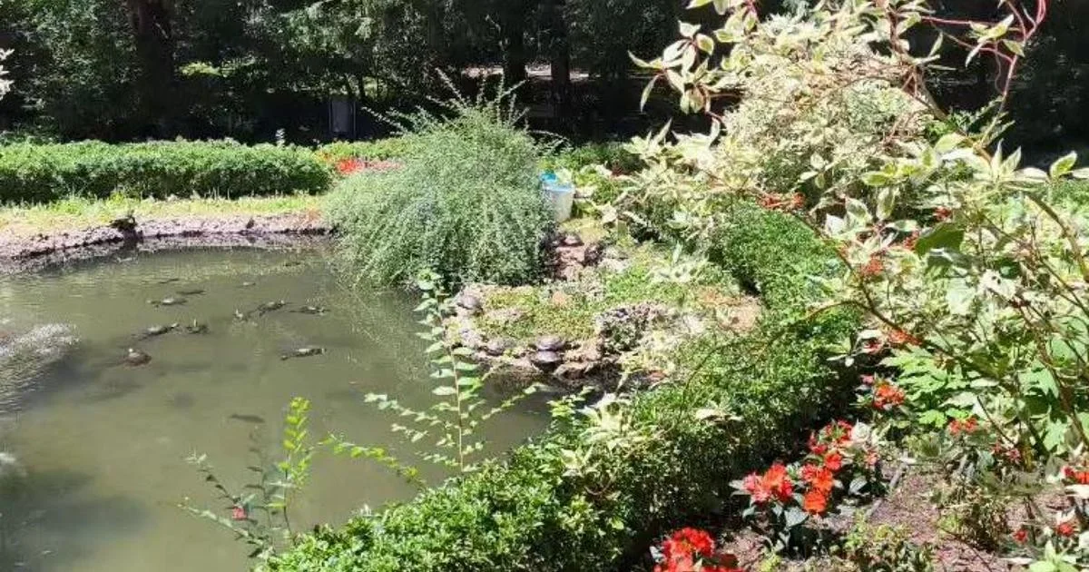 Trieste: mortandade de peixes no lago de Villa Revoltella por falta de oxigênio associada ao calor