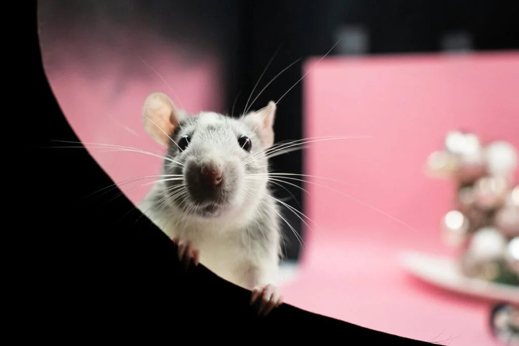 UE define tabuleiro para eliminar a experimentação animal nas avaliações de segurança química