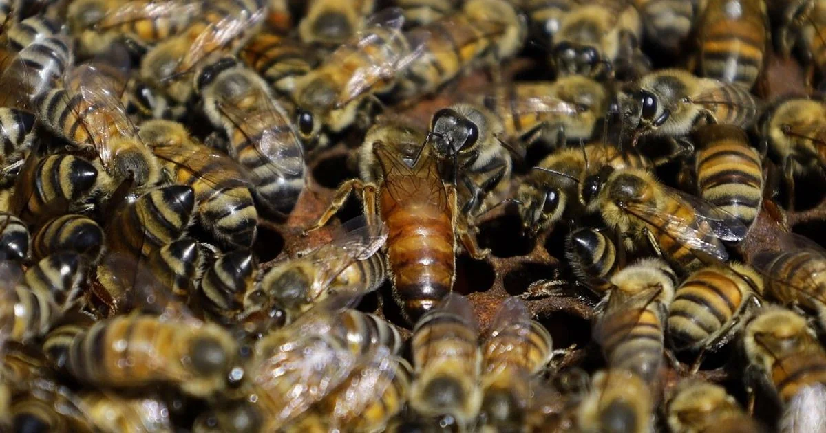 Estudo revela: abelha rainha transfere pesticidas às ovos, acelerando acúmulo tóxico na colônia