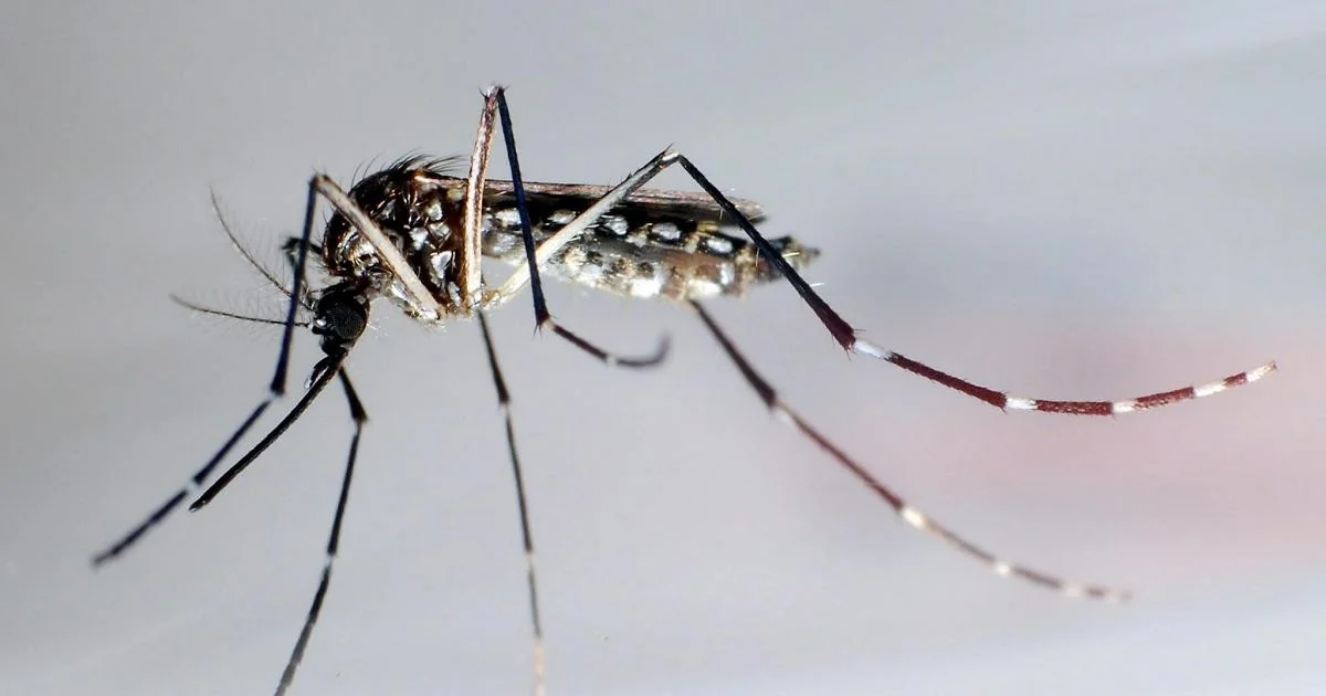 Superzanzare à vista: como Aedes aegypti começa a resistir ao alfa-cipermetrina