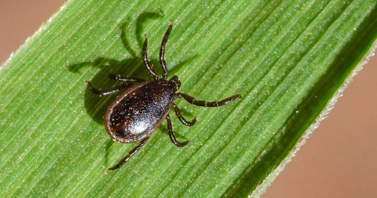Anaplasmose pode inflamar o coração: estudo canadense alerta para risco em áreas rurais
