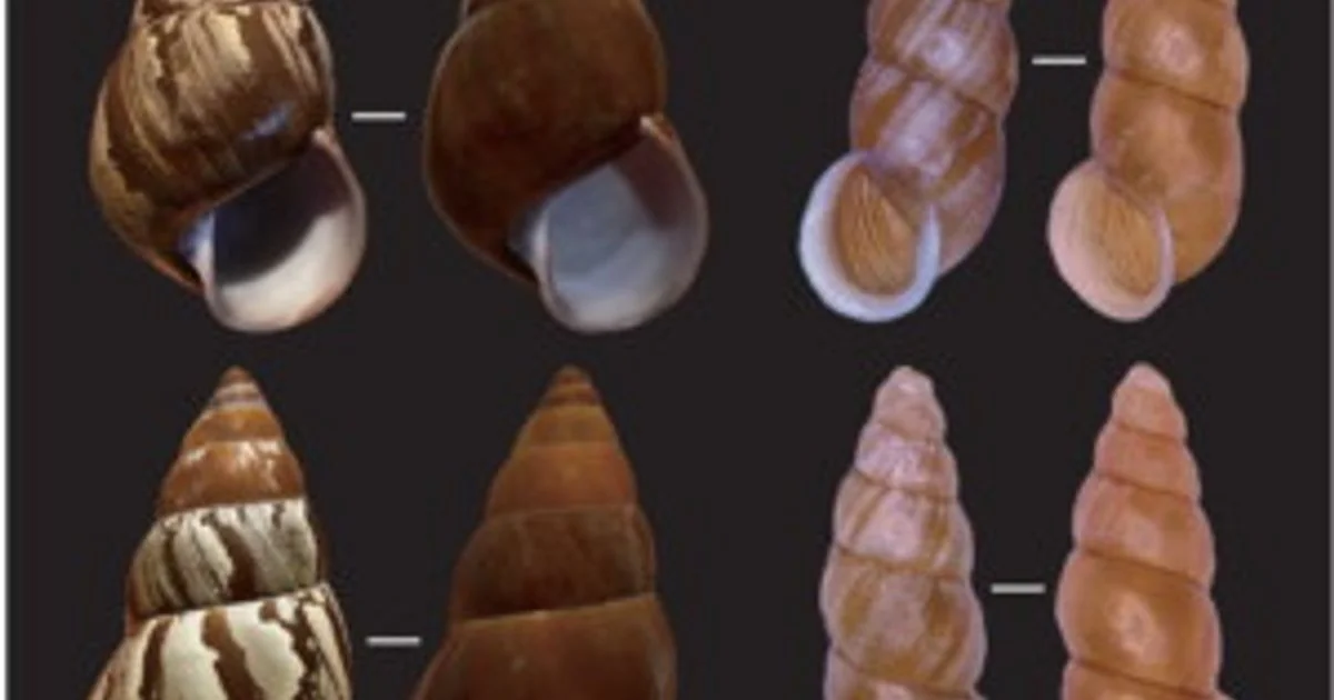 Por que caracóis arbóreos 'desaparecem' na chuva: o idrocromismo que inspira materiais inteligentes