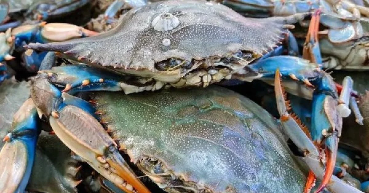 Caranguejo azul: Governo autoriza indenizações a empresas da pesca afetadas pela difusão excepcional em 2025