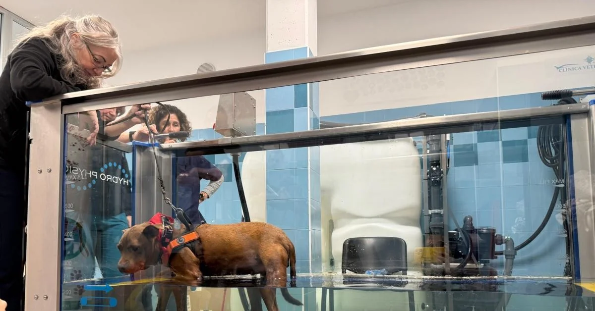 Effetto Palla celebra 10 anos com nova vasca de fisioterapia aquática para cães e gatos