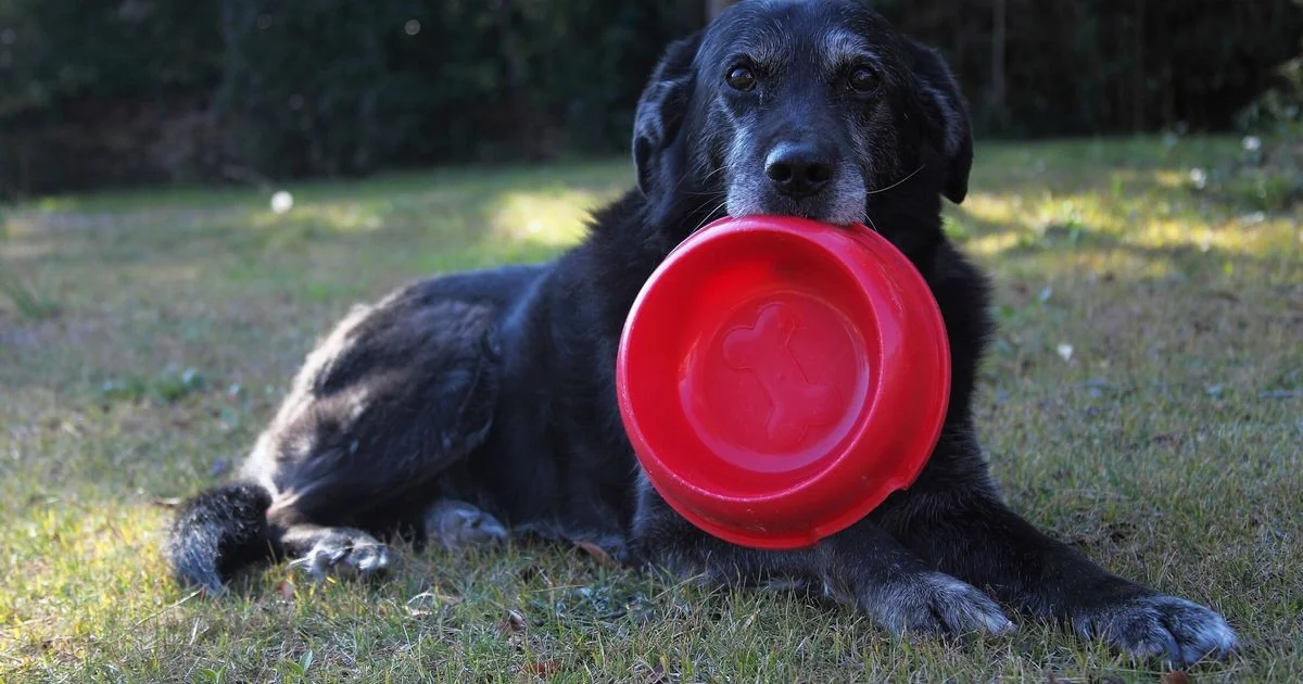 Estudo revela que alguns cães podem ter 'dependência' por brinquedos, semelhante ao vício humano