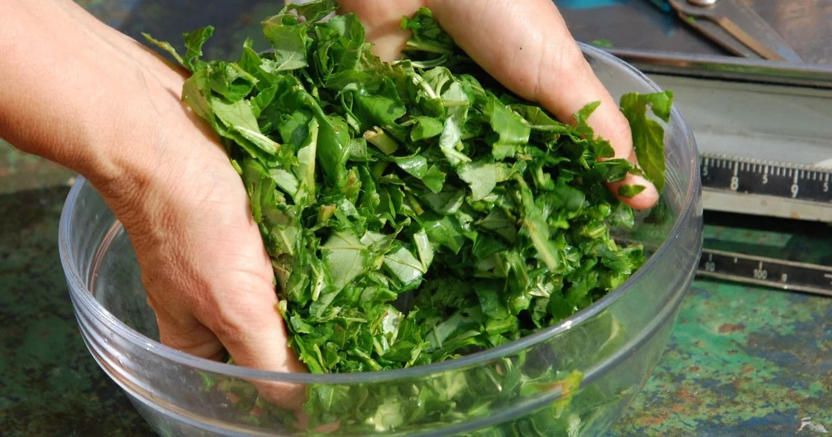 EUA: surto de Cyclospora faz vendas de saladas despencarem e redes cortam alface