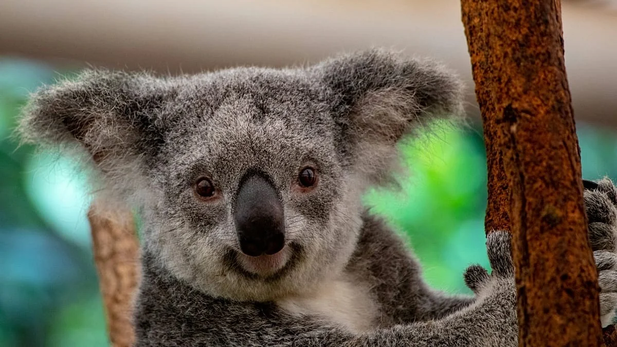 Férias de natureza: o novo 'Big Five' que os viajantes mais desejam ver