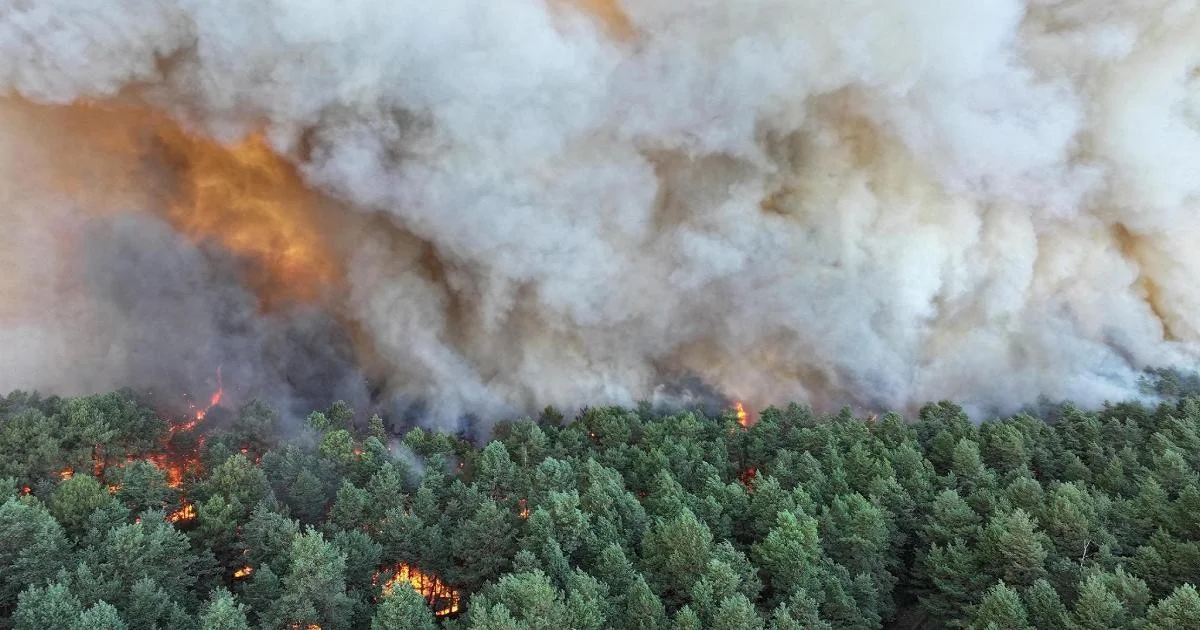 Fontainebleau: bombeiro voluntário está entre os cinco presos enquanto o bosque continua a arder