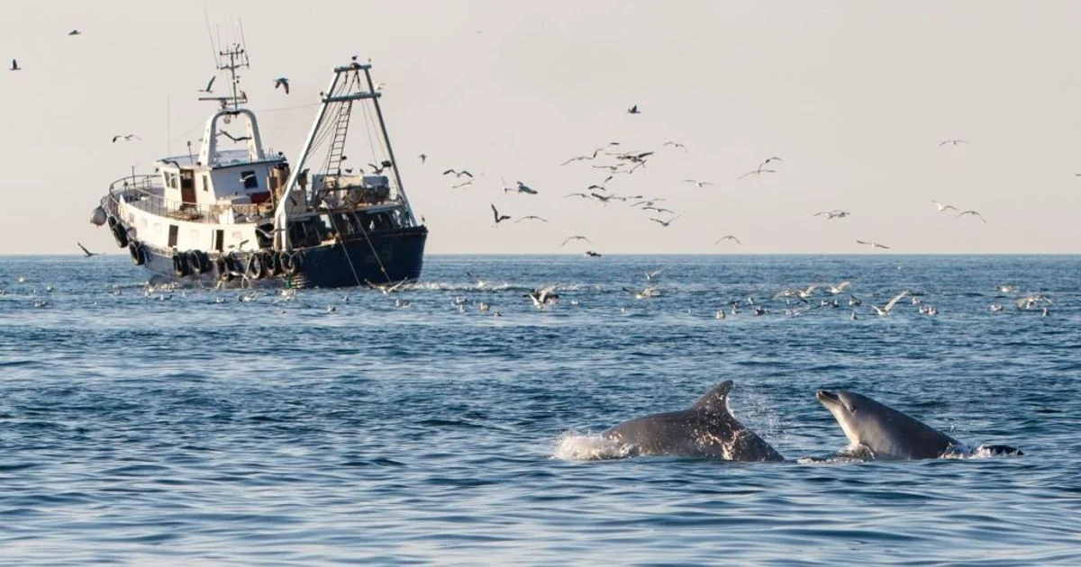 Golfinhos do Adriático cada vez mais dependentes da pesca a arrasto devido à sobrepesca, diz estudo