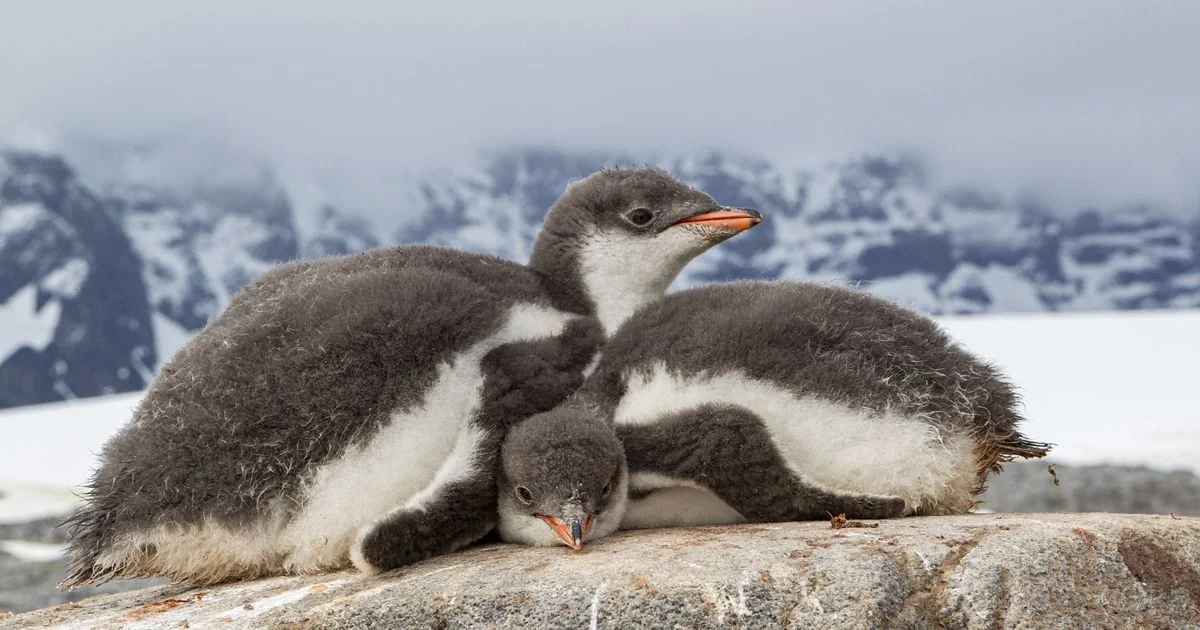 Iceberg encalhado reduz em 69% nascimentos dos pinguins-imperador na ilha Coulman