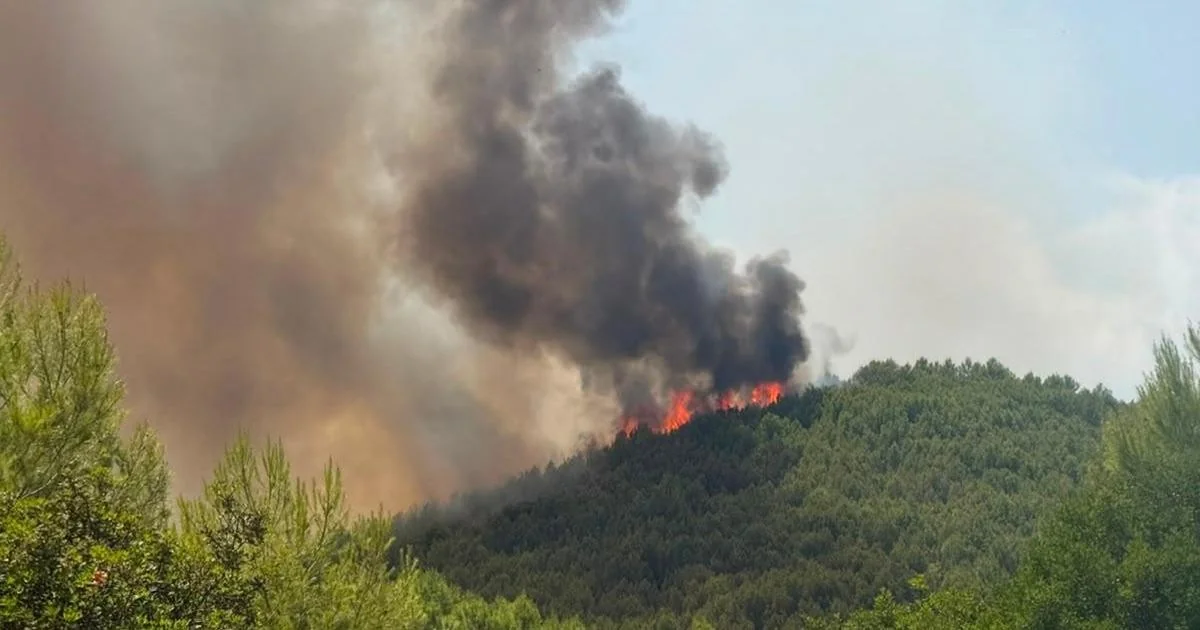 Incêndio no Gargano atinge pineta e força evacuação de turistas; chamas chegam ao Molise