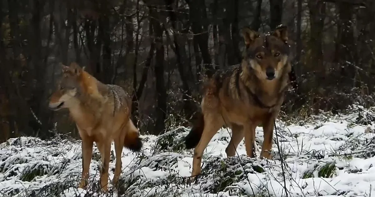 Lobos nas cidades: a nova geografia da convivência sem alarmismos nem subestimações