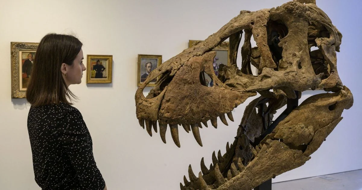 Marcas nos fósseis revelam refeições do T-Rex e nova técnica para distingui-las