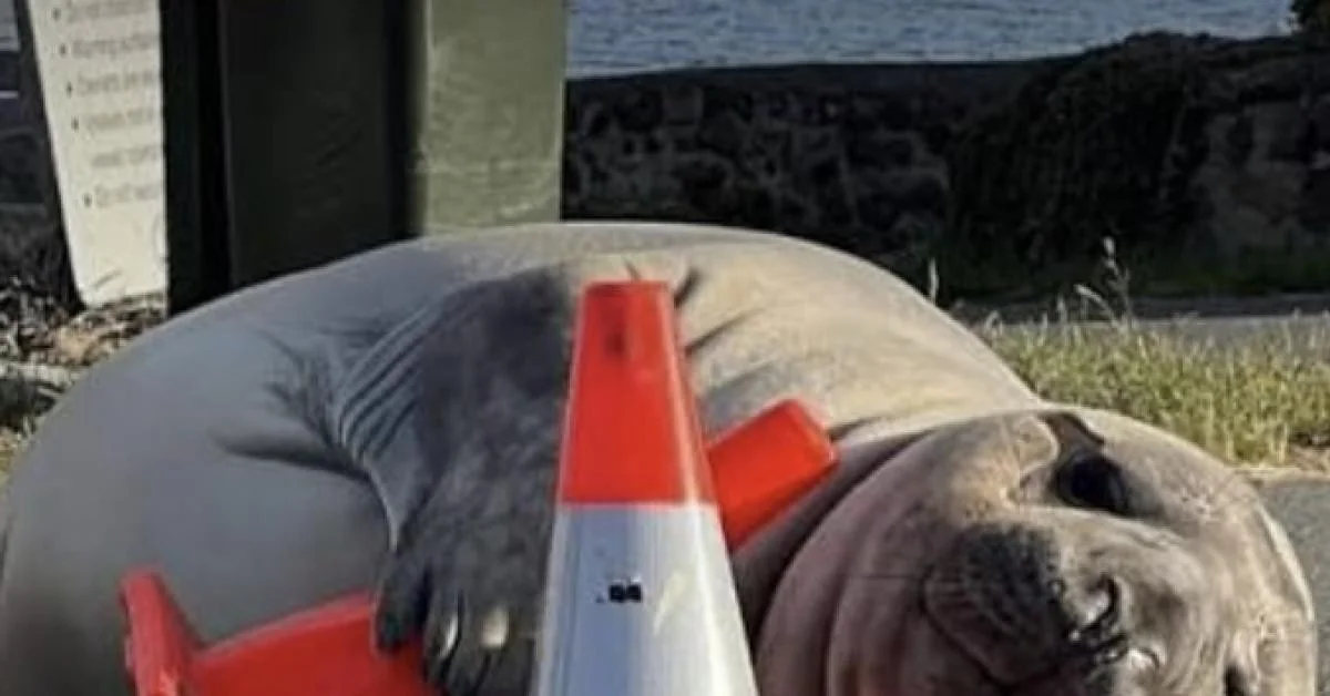 Neil, a foca-elefante da Tasmania: celebração pública, riscos e petição por proteção
