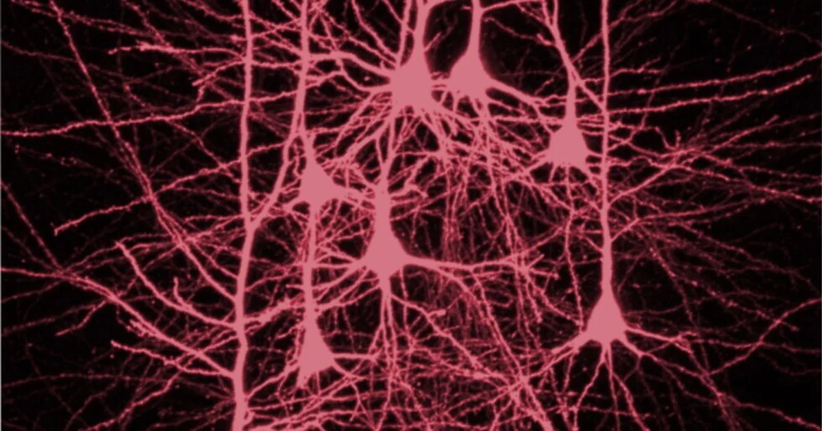 Neurônios no tronco encefálico controlam a atenção, revela estudo da Johns Hopkins