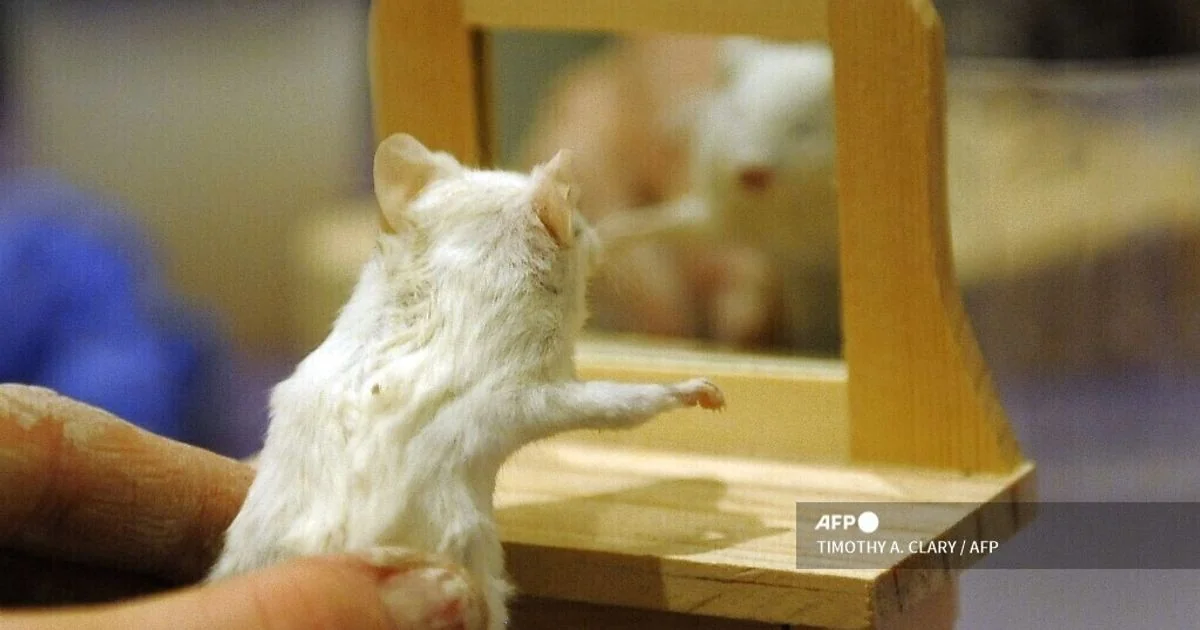 Do nariz ao diagnóstico: como o olfato de camundongos revela sinais precoces do Alzheimer