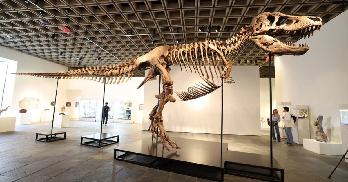T-Rex 'Gus' arrematado por 50,1 milhões de dólares em leilão da Sotheby's; cientistas protestam