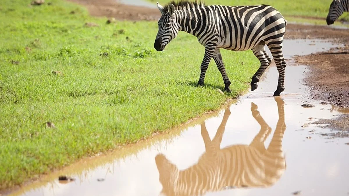 Tanzânia aposta no luxo e inaugura campo de golfe no coração do Serengeti para além dos safáris