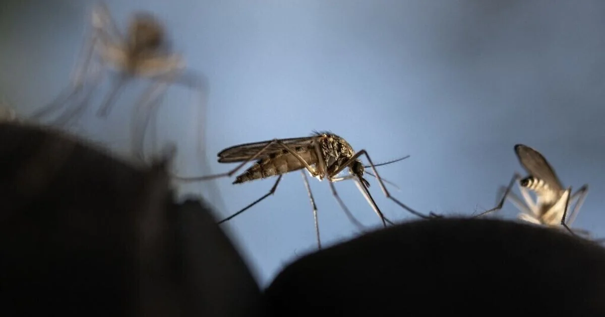 Nova técnica com mosquitos ‘incompatíveis’ reduz em 88% ovos férteis da zanzara tigre em teste na Itália