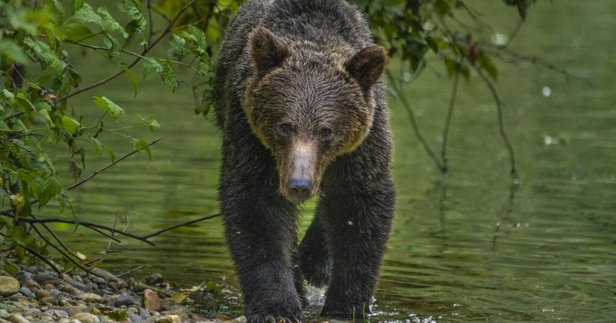 Onde os ursos grizzly do Glacier encontram seu banquete: as falenas army cutworm que sustentam o acúmulo de gordura