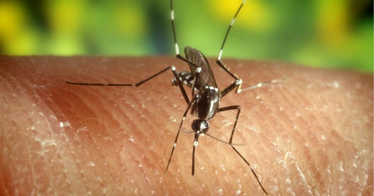 West Nile chega a Roma: 13 casos no Lazio com primeiros dois na capital