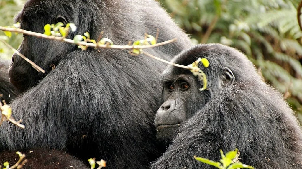 Os 10 encontros de vida selvagem que todo viajante sonha — guia do Wildlife Experience Index