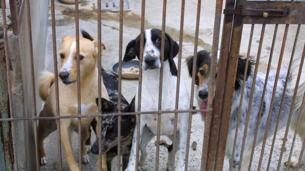 Mais de 2 em cada 10 cães em abrigos não são adotados; cada animal custa quase €1.900/ano às entidades
