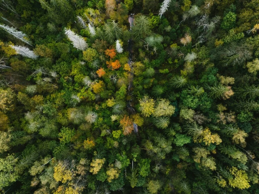 Mais de 600 mil cidadãos exigem à UE proteção das leis da natureza enquanto a Europa arde
