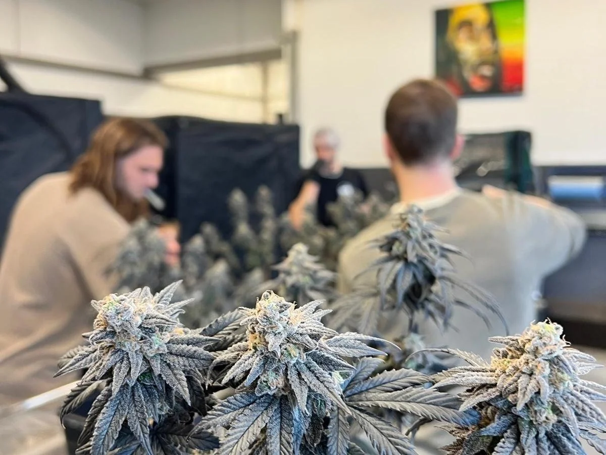 Alemanha legalizou a cannabis — mas o consumo em locais e a burocracia mostram limites do modelo