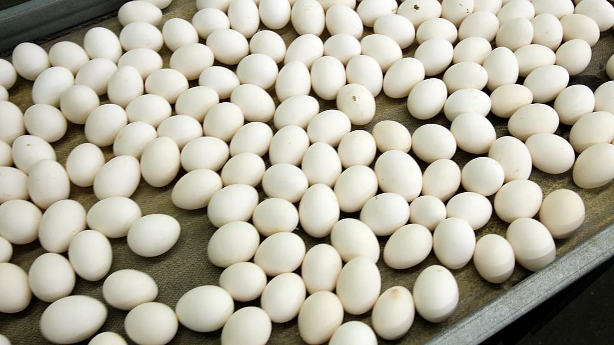 Alerta na Europa: 306 casos de salmonela ligados a ovos da Laerco na Bélgica