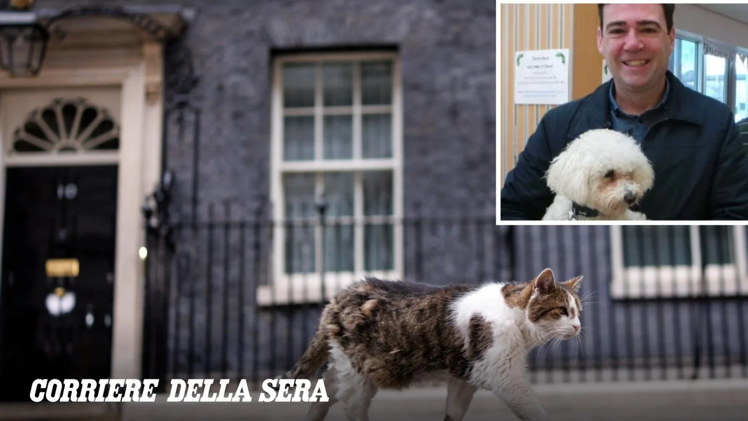 Andy Burnham não levará seu cão Axel para Downing Street para preservar a paz com o gato Larry