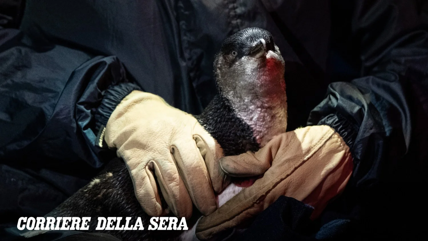 Austrália inicia vacinação emergencial de 5.000 pinguins menor-azul contra a influenza aviária