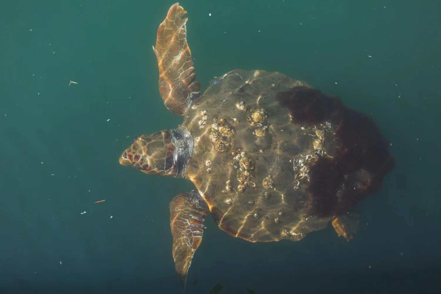 Banhistas mordidos por tartaruga na Puglia: como conviver com a Caretta caretta com segurança